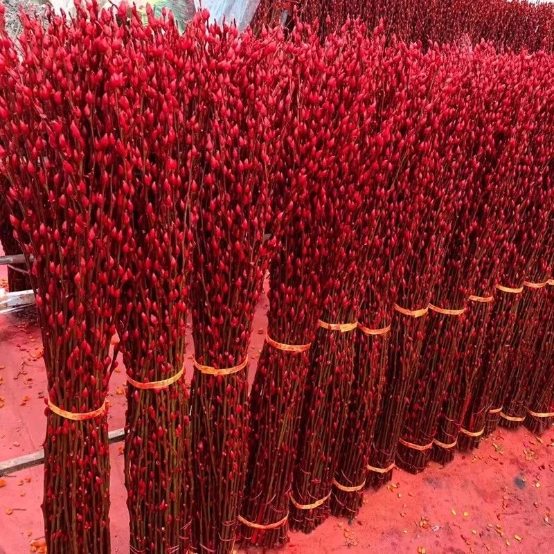 【80厘米高】银柳真花鲜枝年宵花室内客厅喜庆新年天然干花装饰乔迁