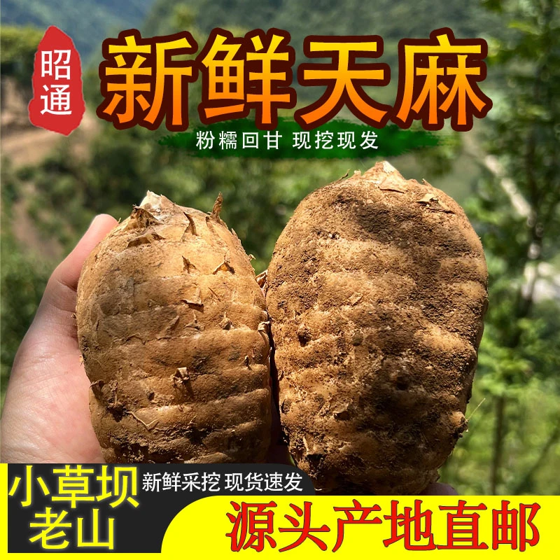 2025【新鲜天麻】昭通乌天麻小草坝老山新鲜天麻自产自销1斤3斤5斤