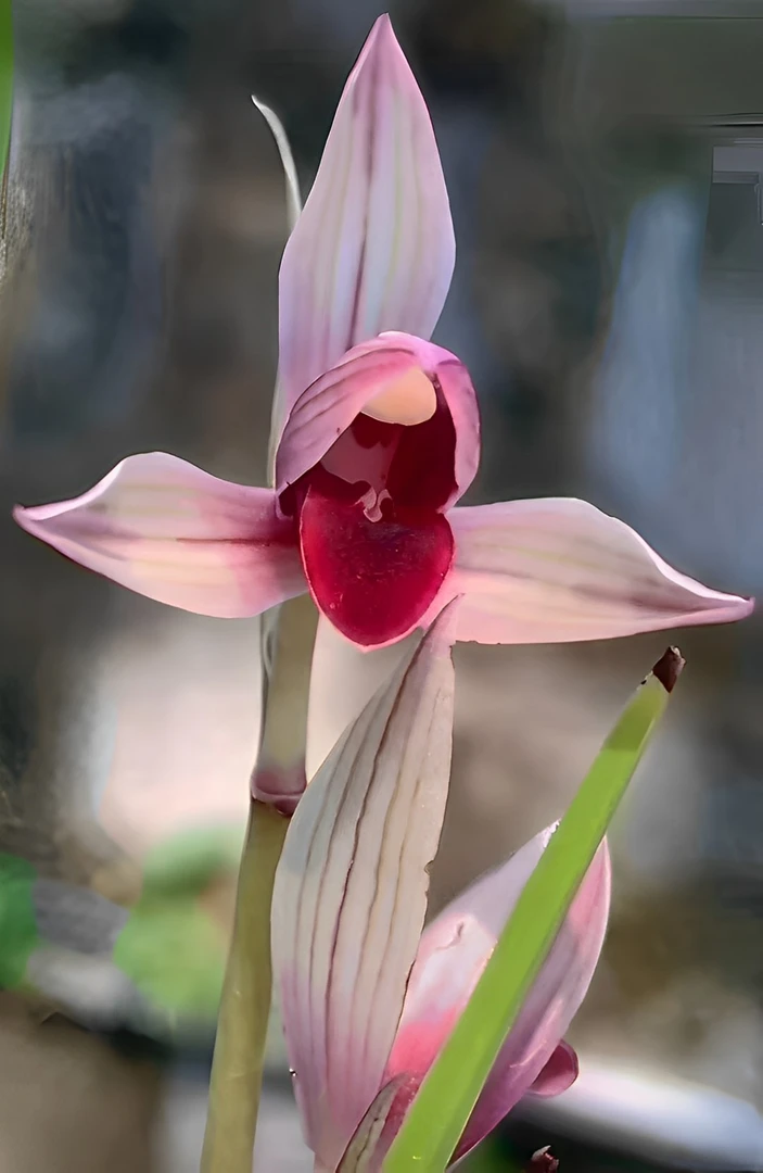 莲瓣兰色花红艳铭品高档浓香花卉兰花自然苗绿植盆栽台种庭院
