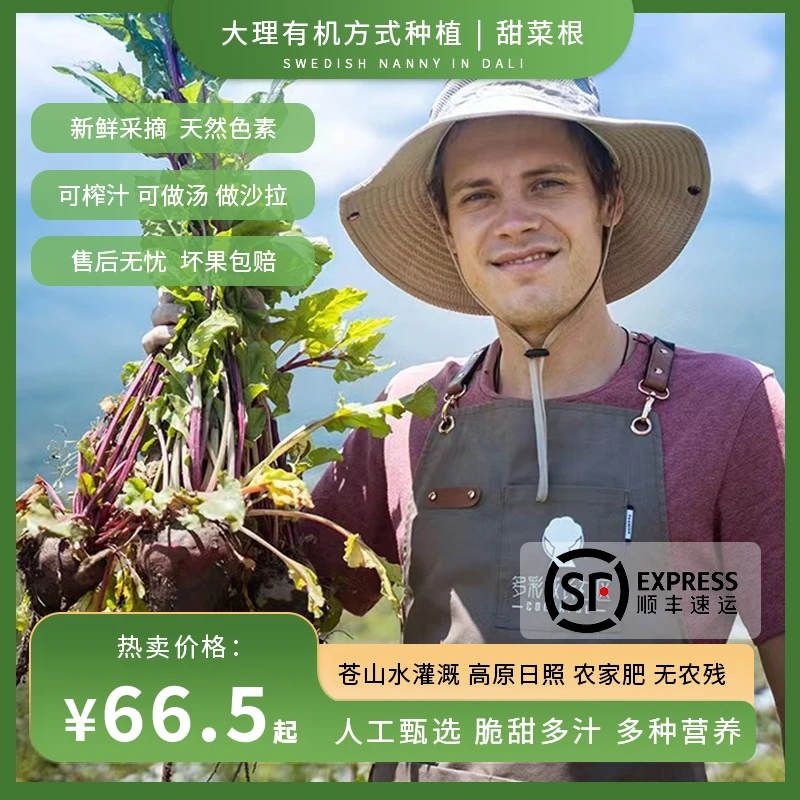 瑞典奶爸在大理｜甜菜根有机方式种植红菜头新鲜即食疗榨汁现挖3斤