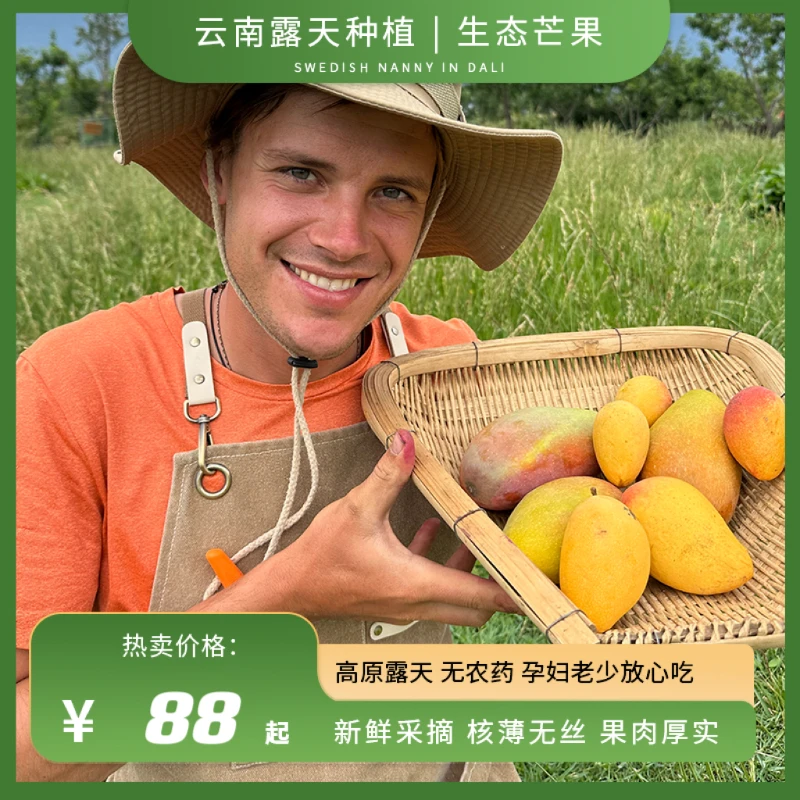 瑞典奶爸在大理｜云南山地生态芒果超甜当季水果无农残4.8斤包顺丰