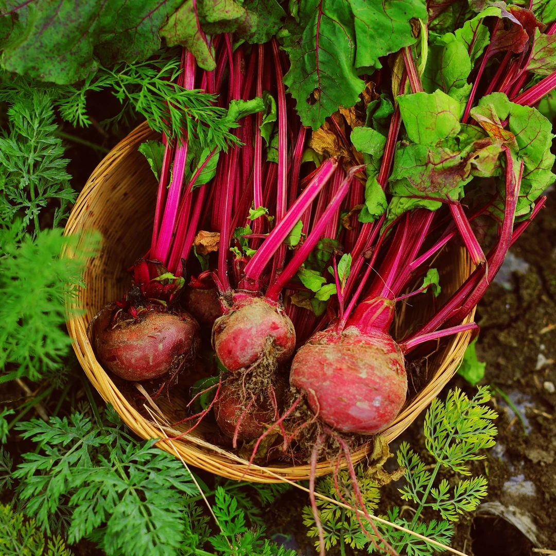 瑞典奶爸在大理｜甜菜根有机方式种植红菜头新鲜即食疗榨汁现挖3斤