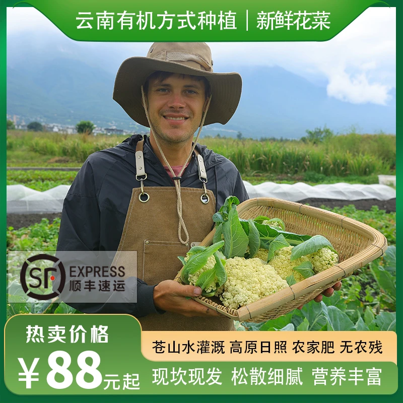 瑞典奶爸在大理｜有机方式种植花菜现摘现发当季新鲜蔬菜孕妇3斤装