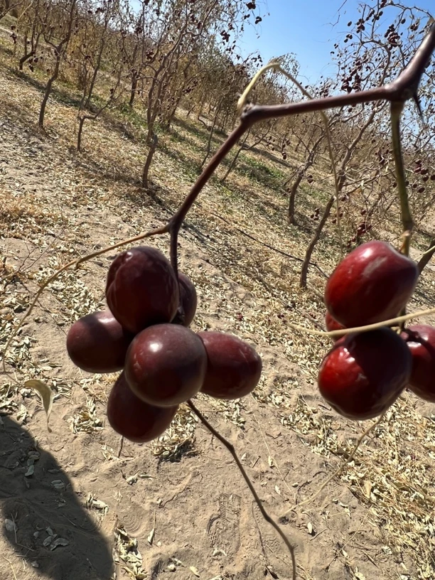 特价小小灰枣三级果5斤（个头特小介意慎拍）