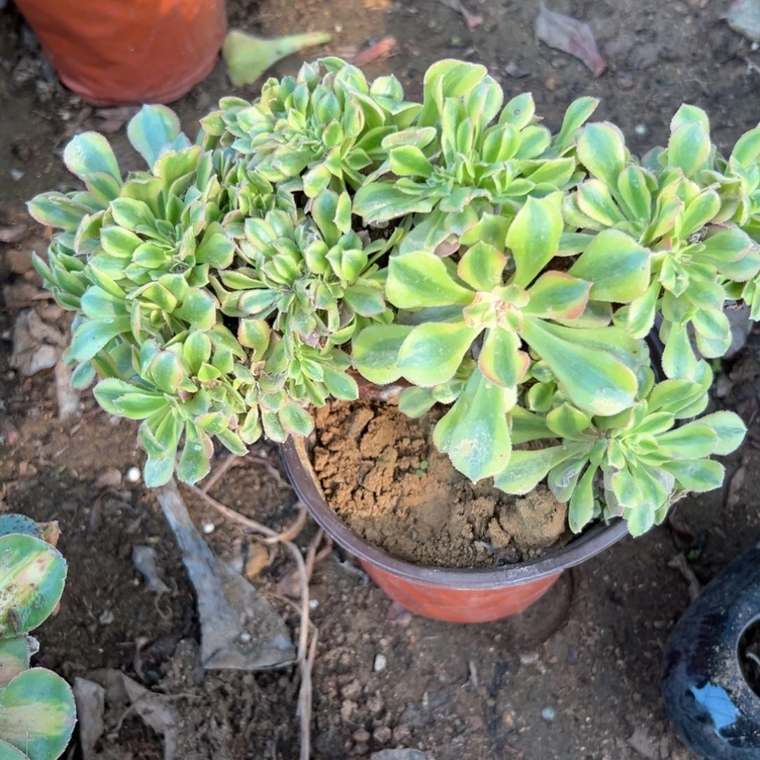 多肉植物法师缀化