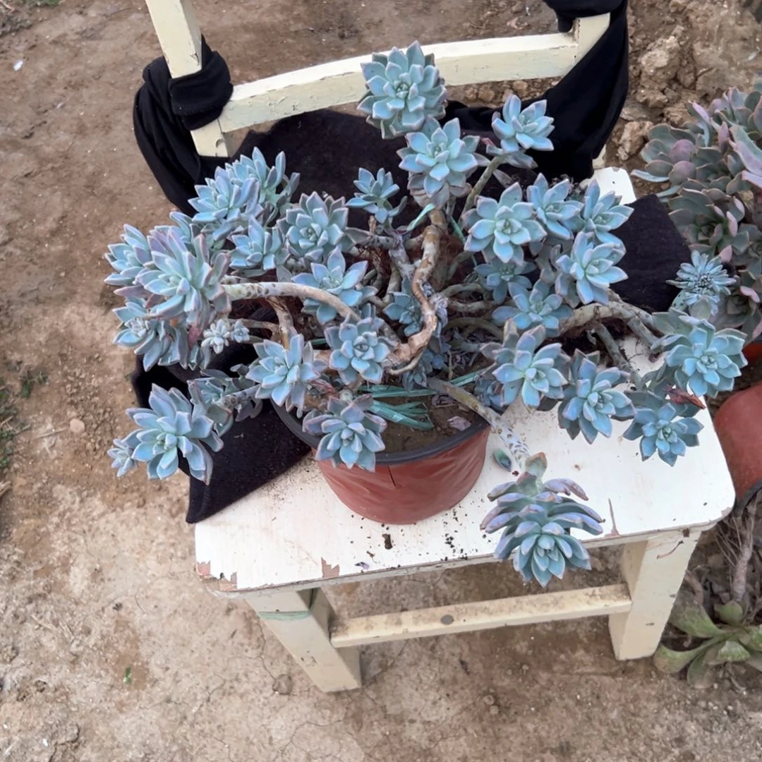 淡雪老庄多肉植物