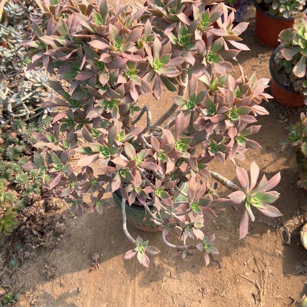 小红叶老庄多肉植物