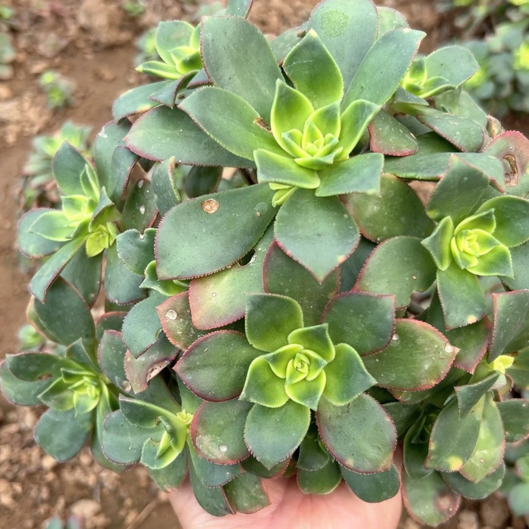 多肉植物艳日灰老庄