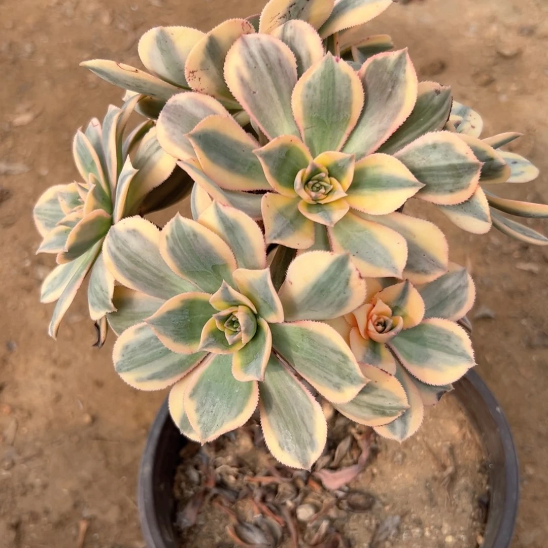 灿烂老庄多肉植物