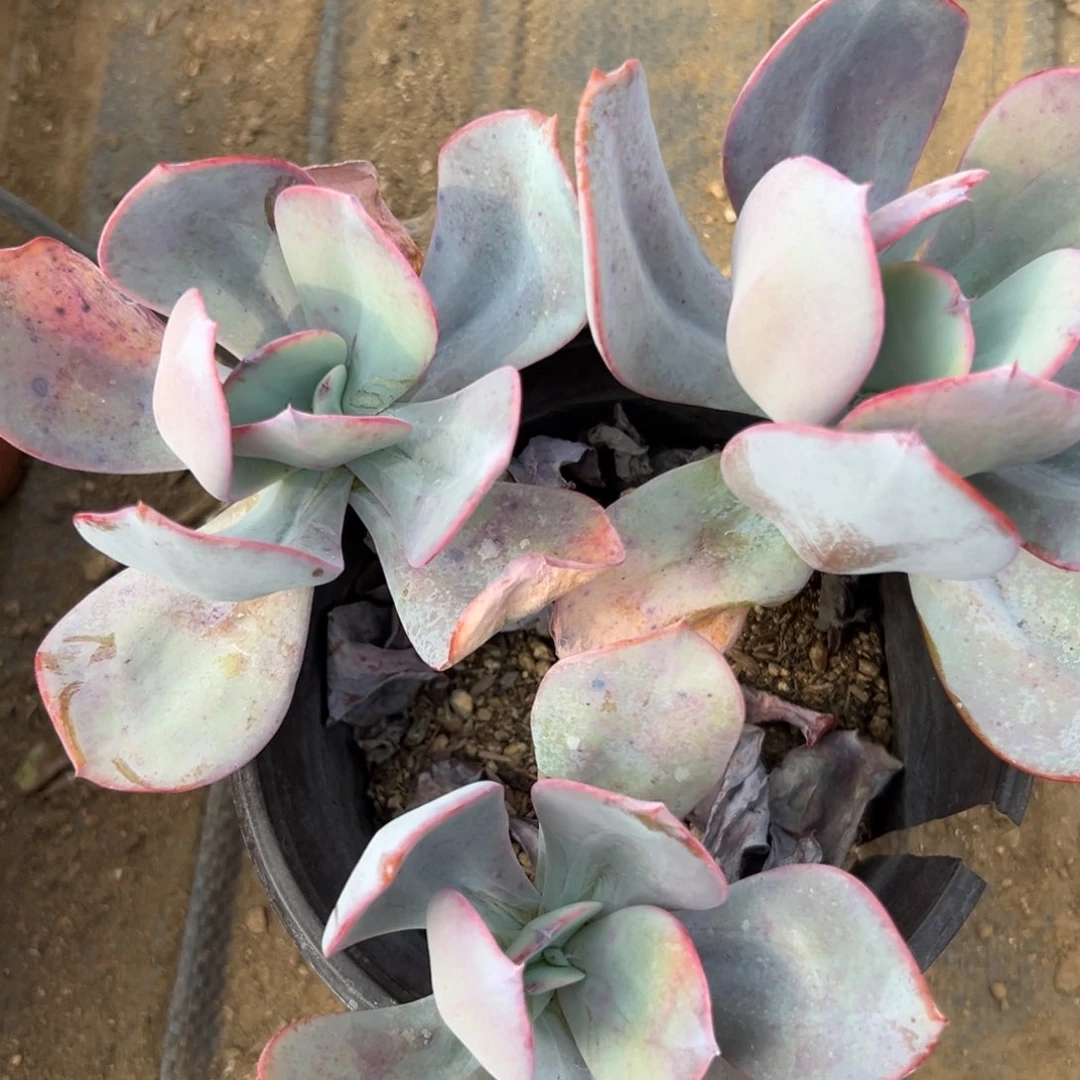 布鲁克林蓝多肉植物