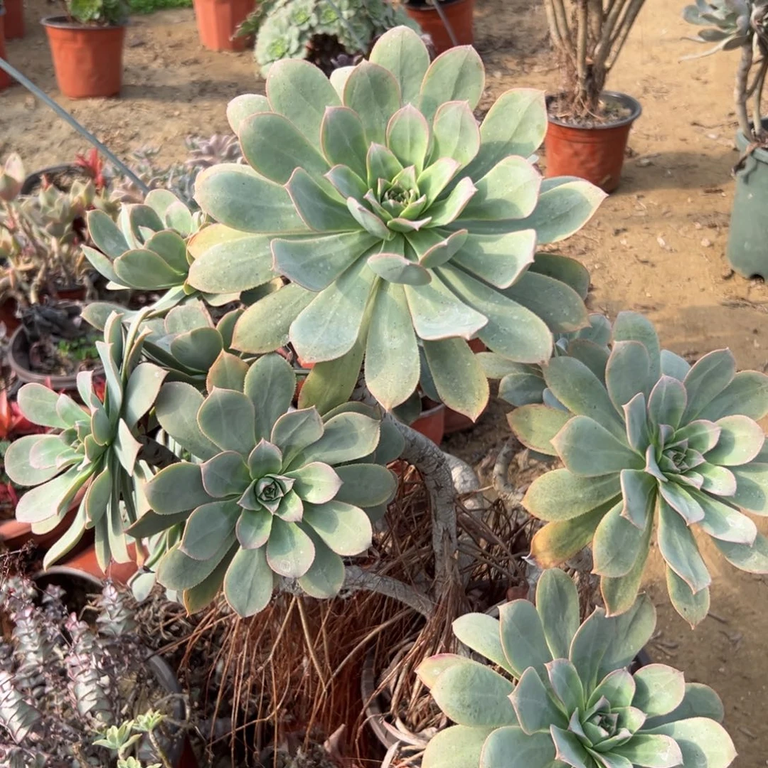 大颗翡翠城多肉植物