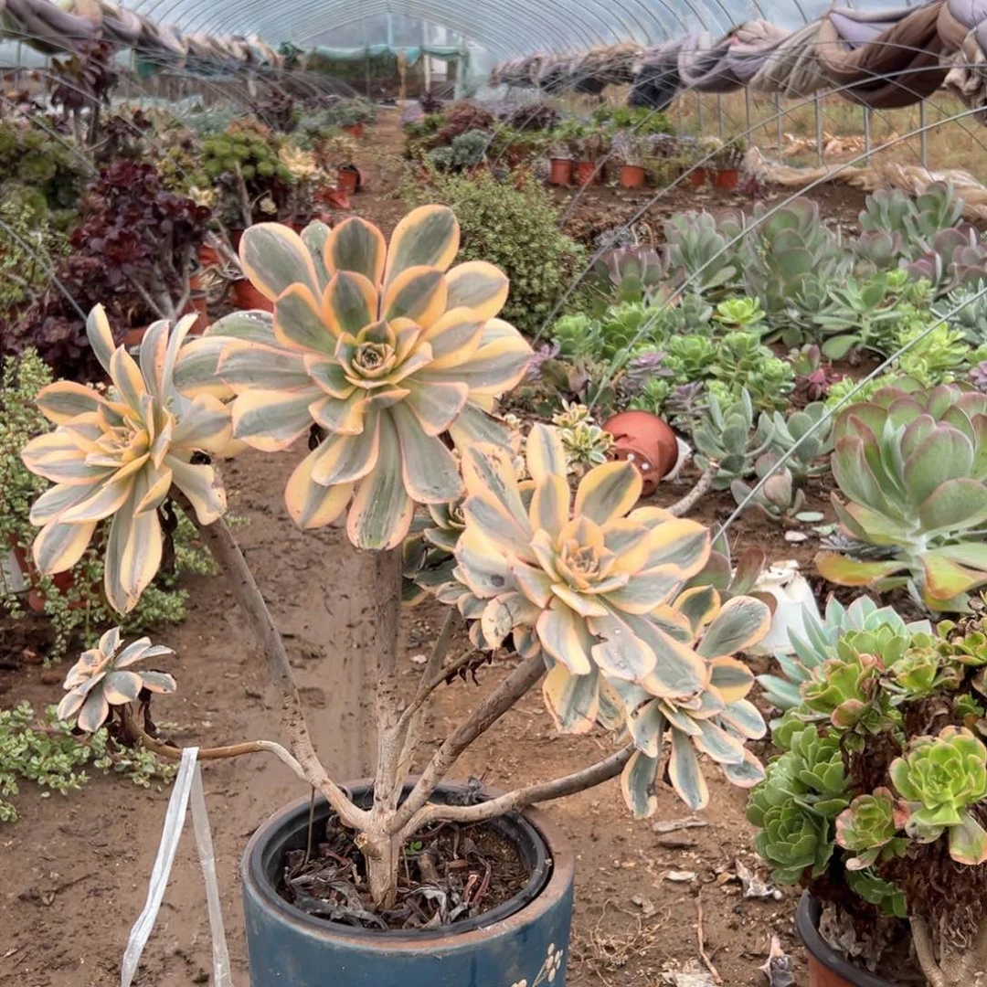 灿烂老庄多肉植物