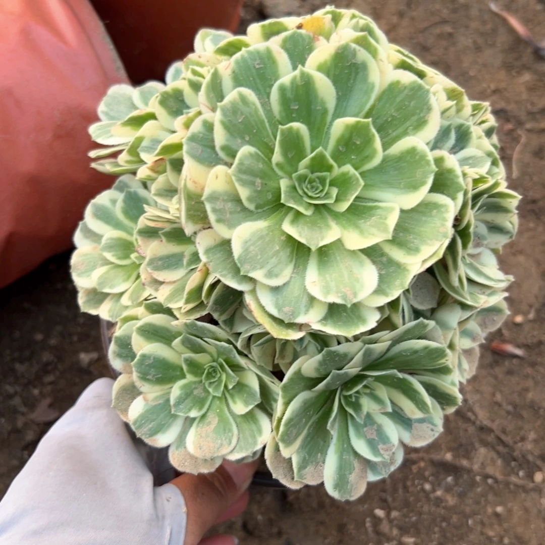 迈巴赫老庄多肉植物