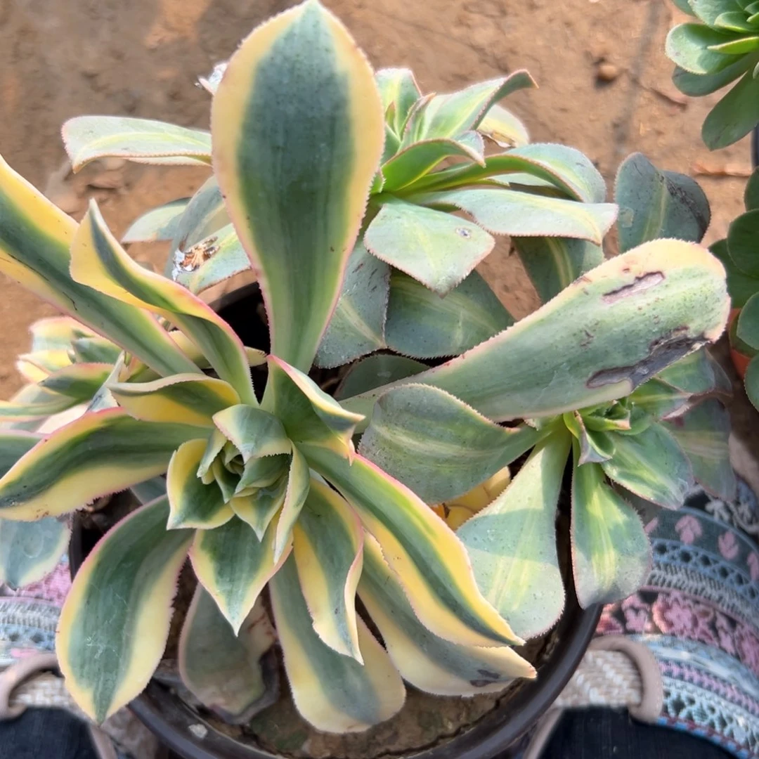 多肉植物灿烂阴阳