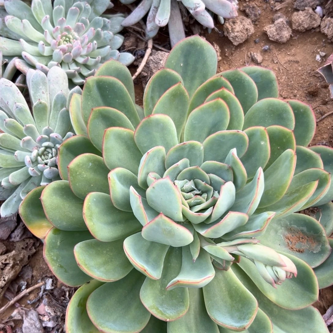 大颗晨露多肉植物