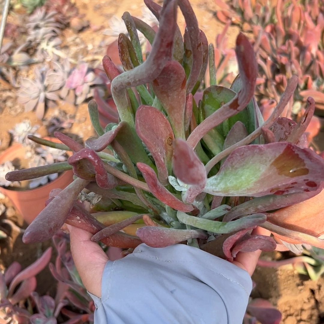 火狐狸多肉植物多