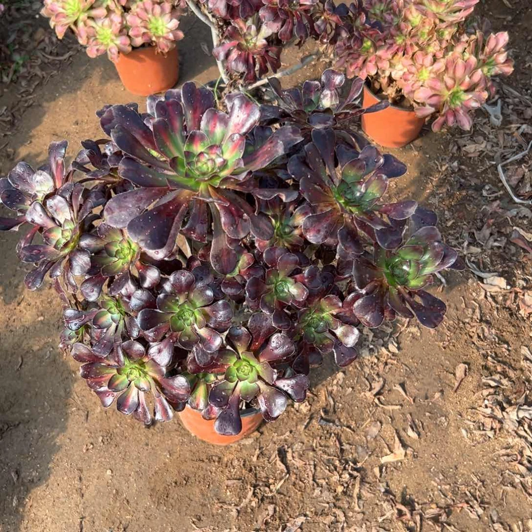 多肉植物圆叶中班