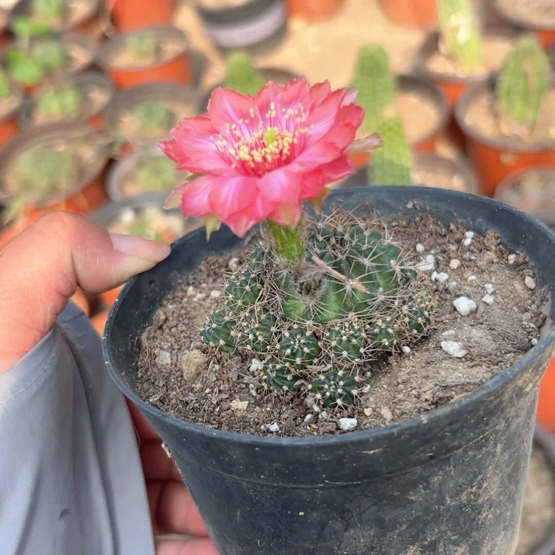 多肉植物仙人球系列