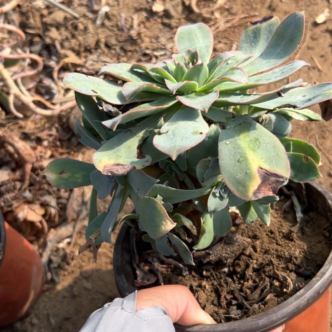 多肉植物翡翠城老庄