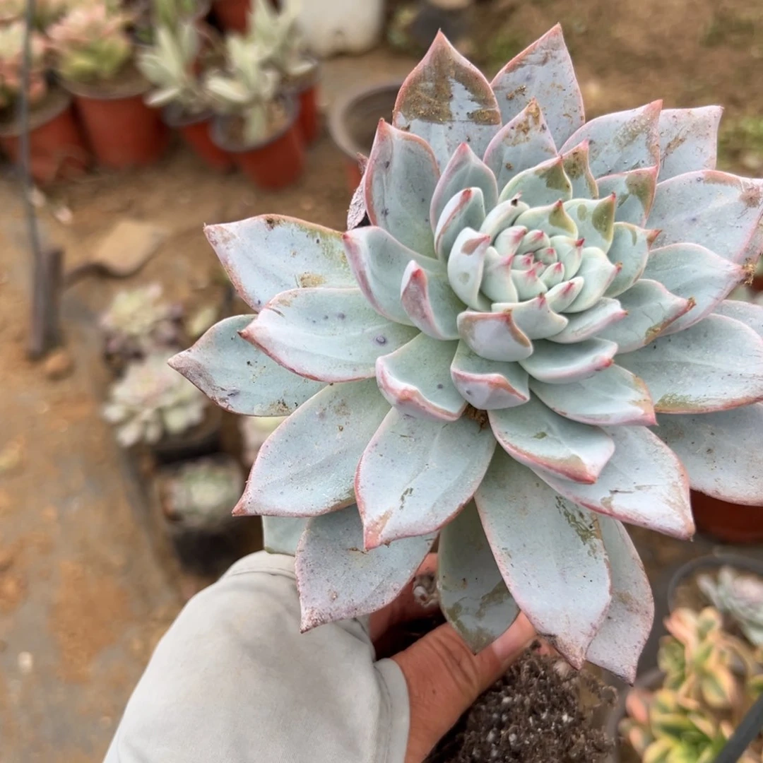 粉蓝鸟单头多肉植物