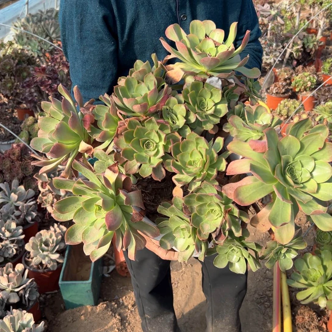 加州香炉盘老庄多肉植物