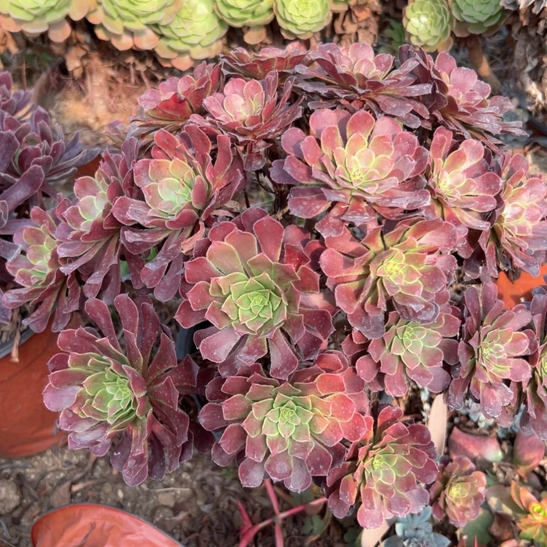 多肉植物hongtonghtl老庄