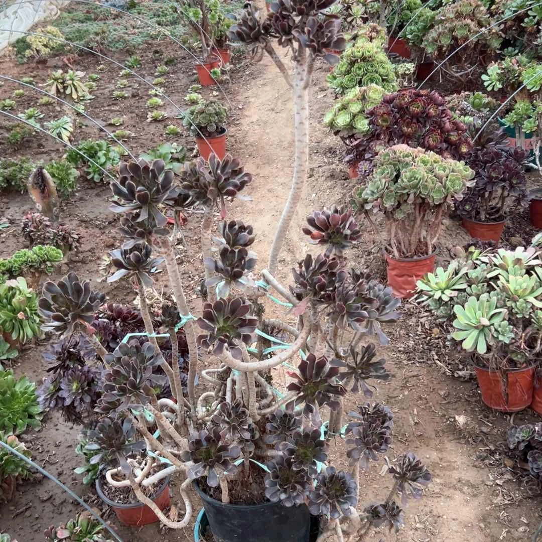 多肉植物灰法造型