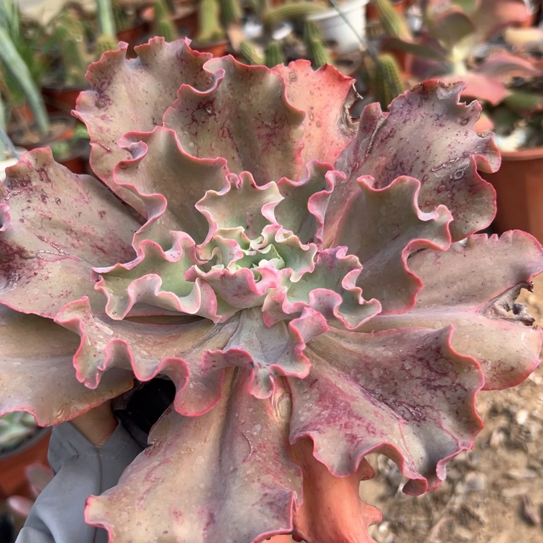 高沙之翁多肉植物