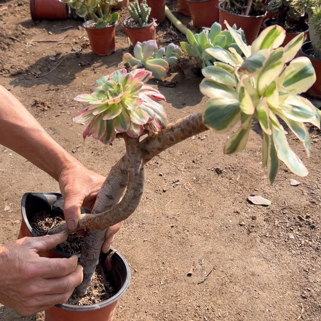 两颗法师老庄多肉植物