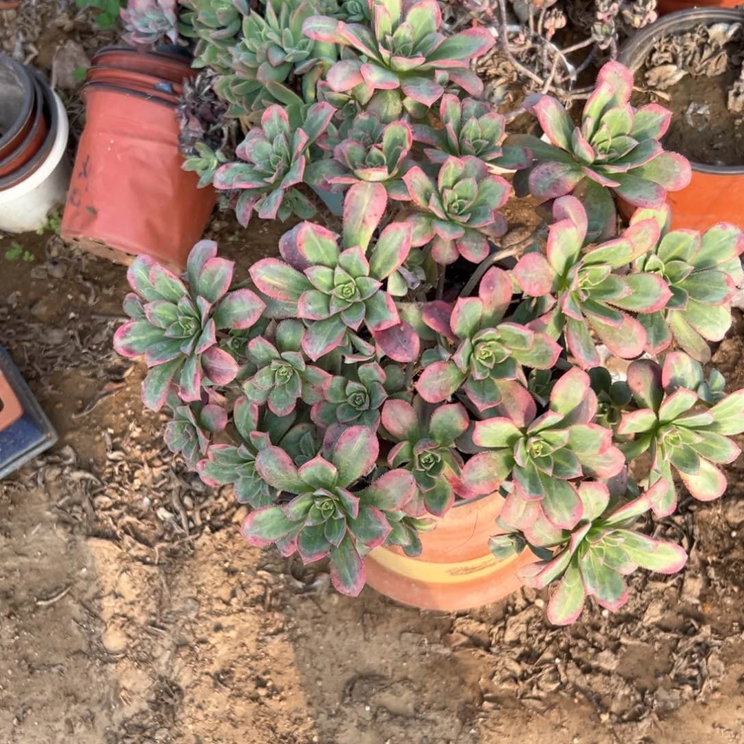 星爆中班多肉植物