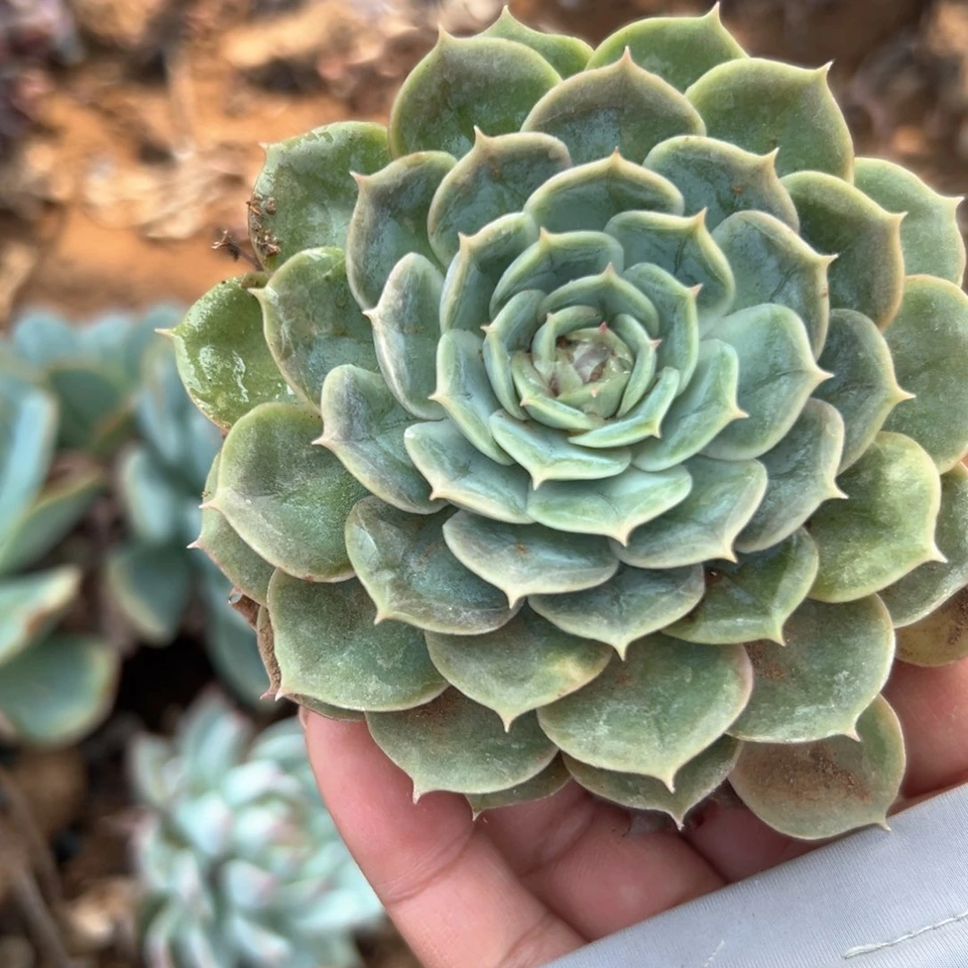 多肉植物昂斯诺单头