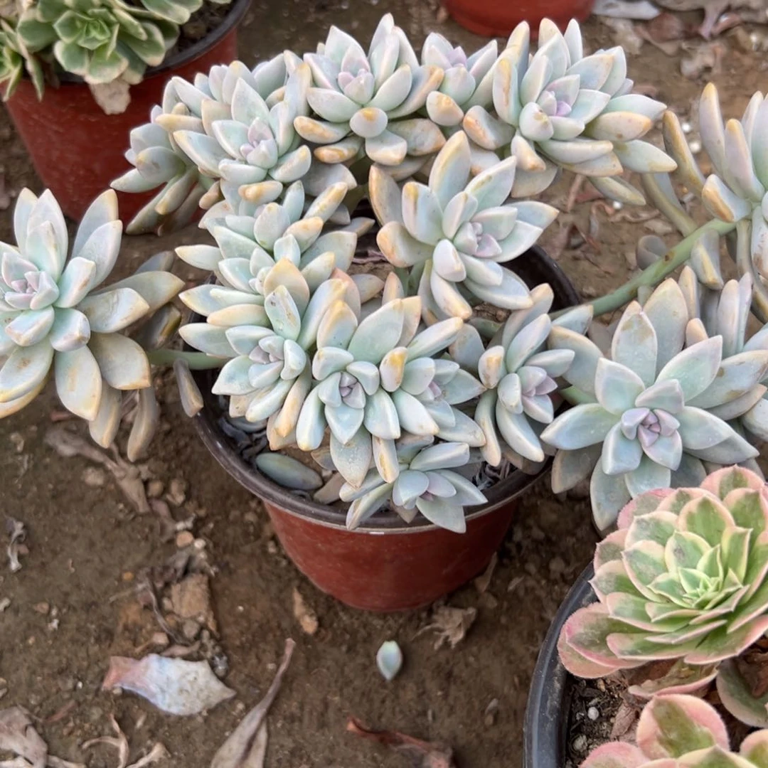 多肉植物淡雪缀化