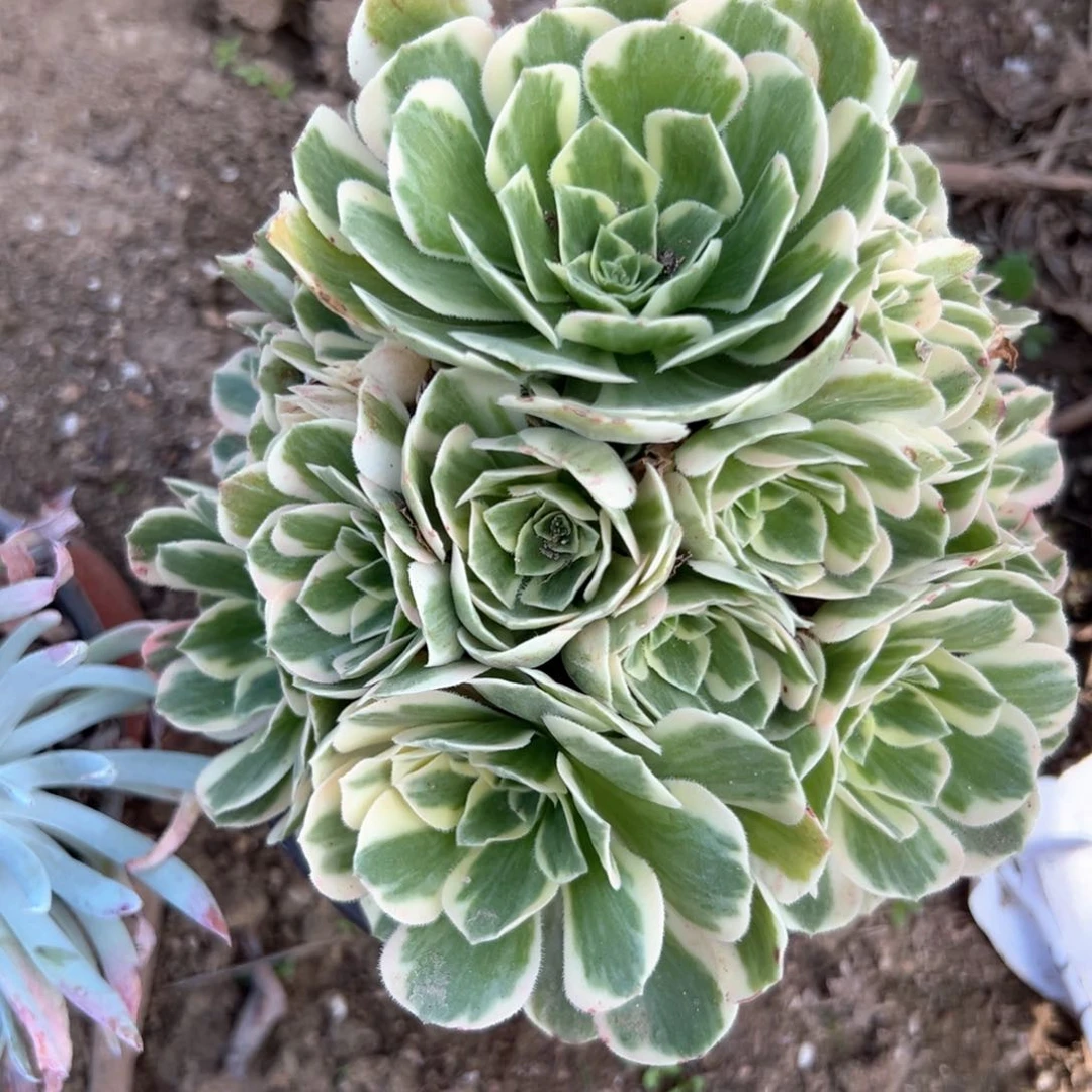 迈巴赫手捧多肉植物