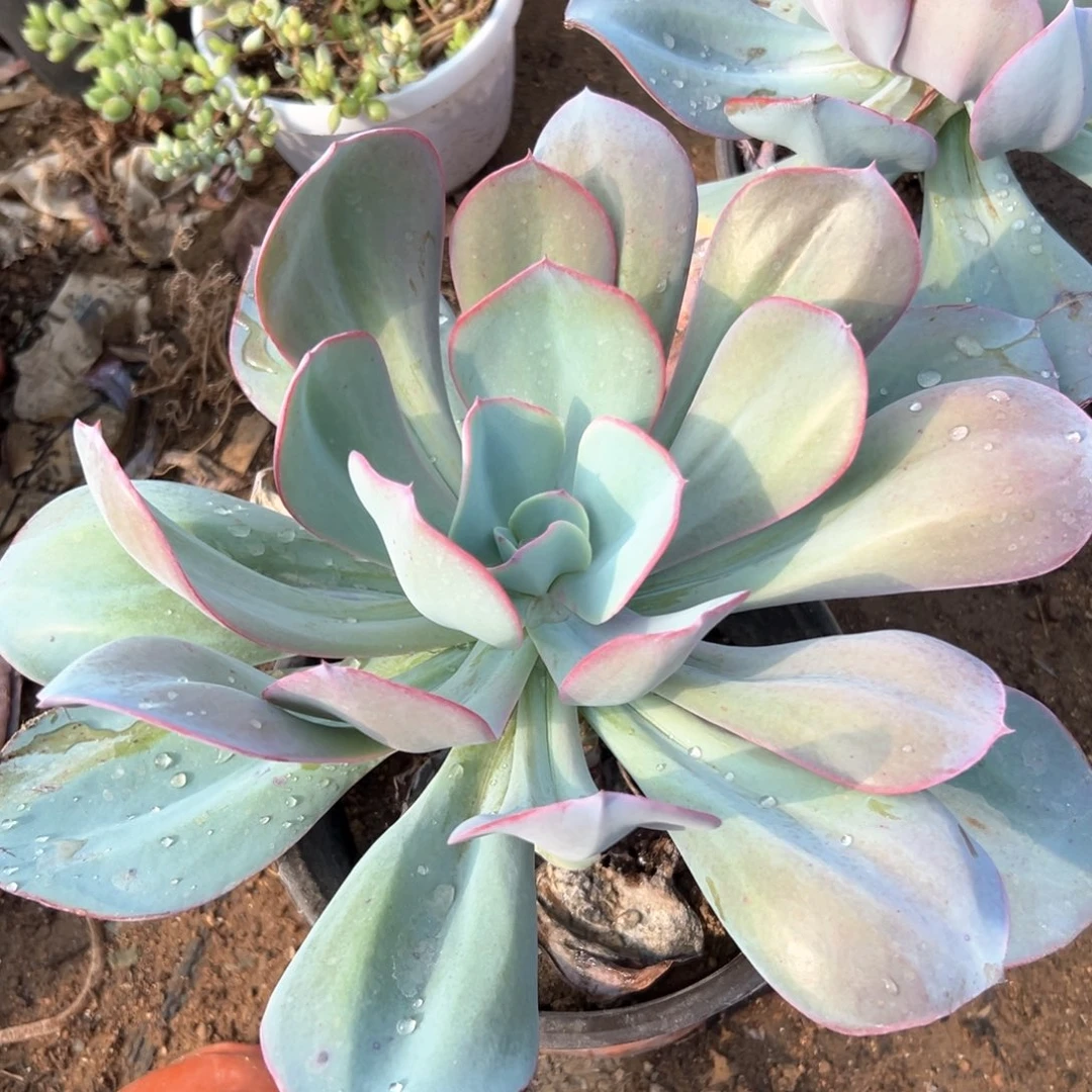 多肉植物布鲁克林蓝