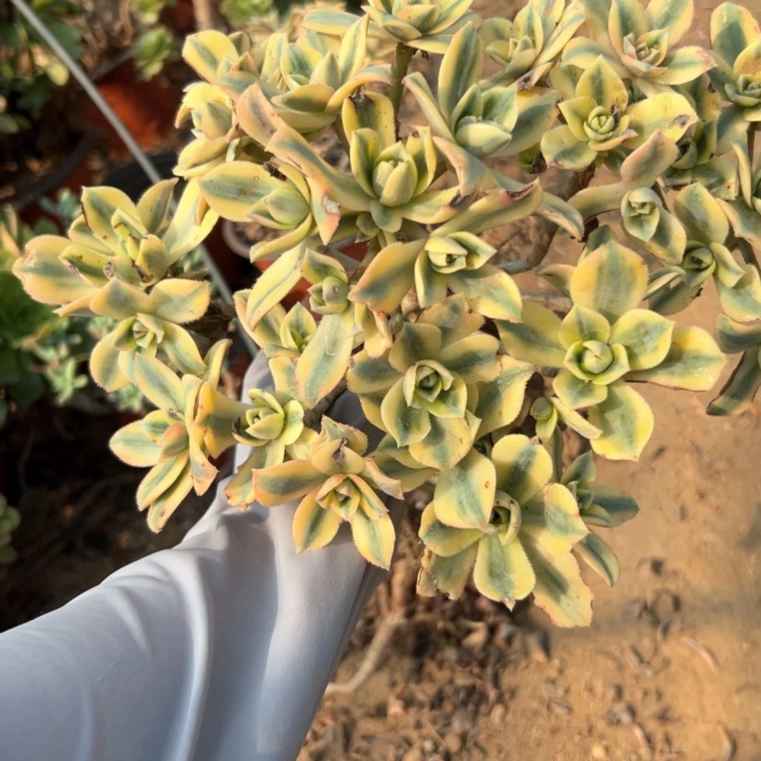 多肉植物星爆老庄