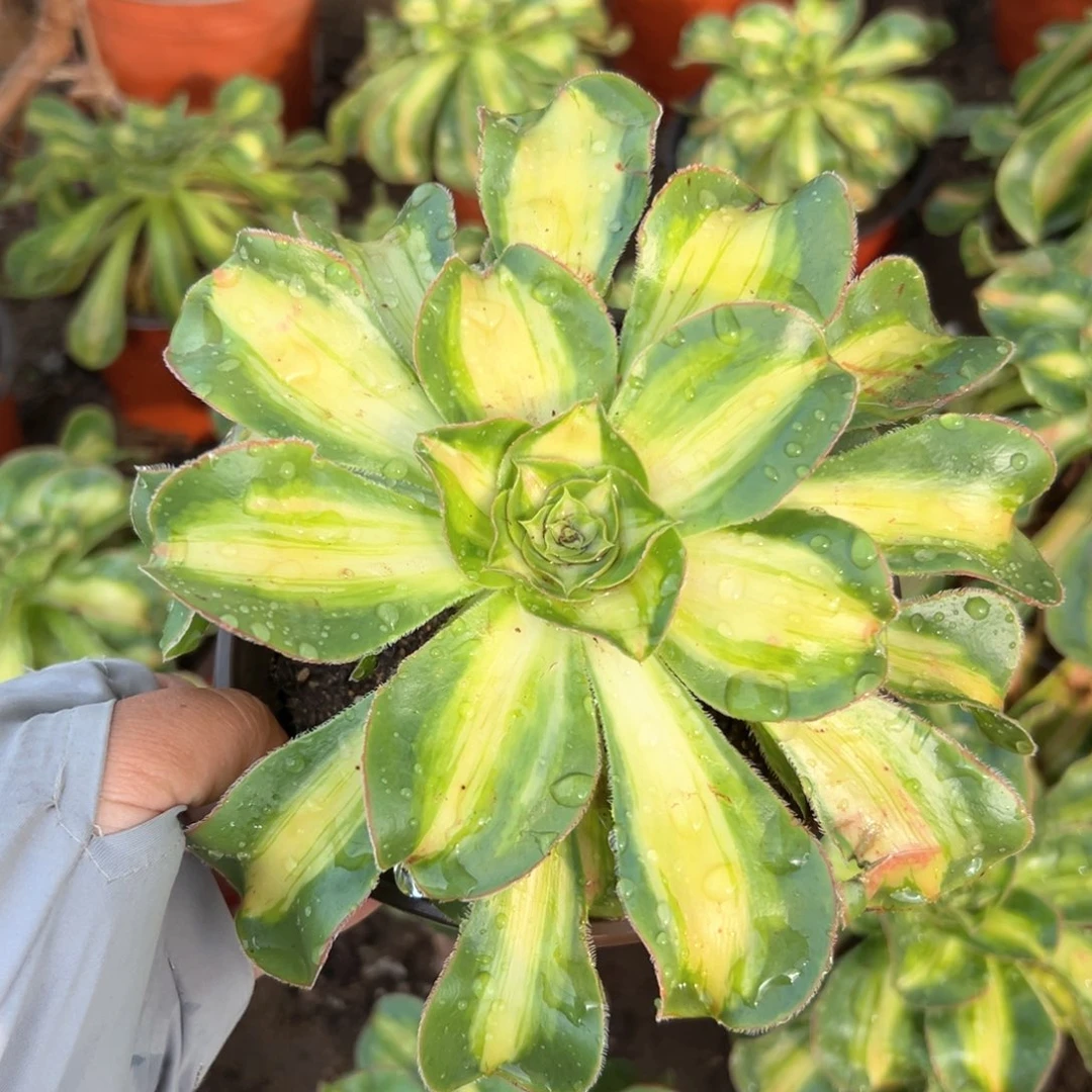 暴君老庄多肉植物