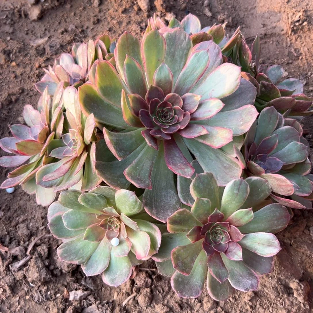 火狐老庄多肉植物