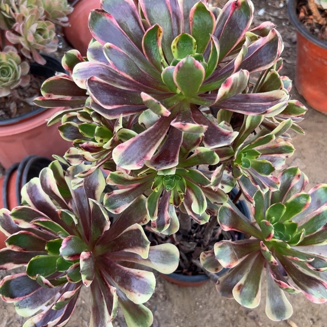 欧嘉莉老庄多肉植物