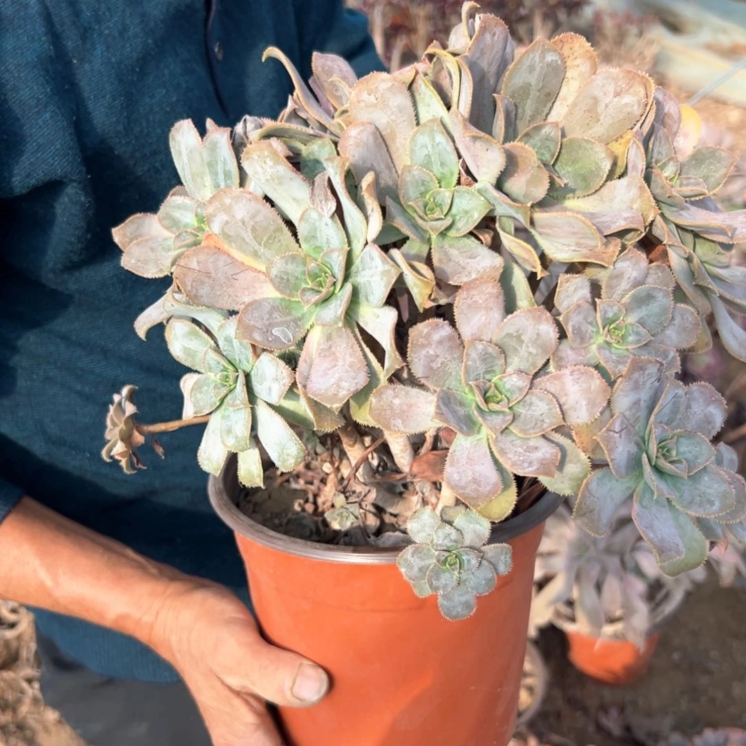 紫法师老庄多肉植物