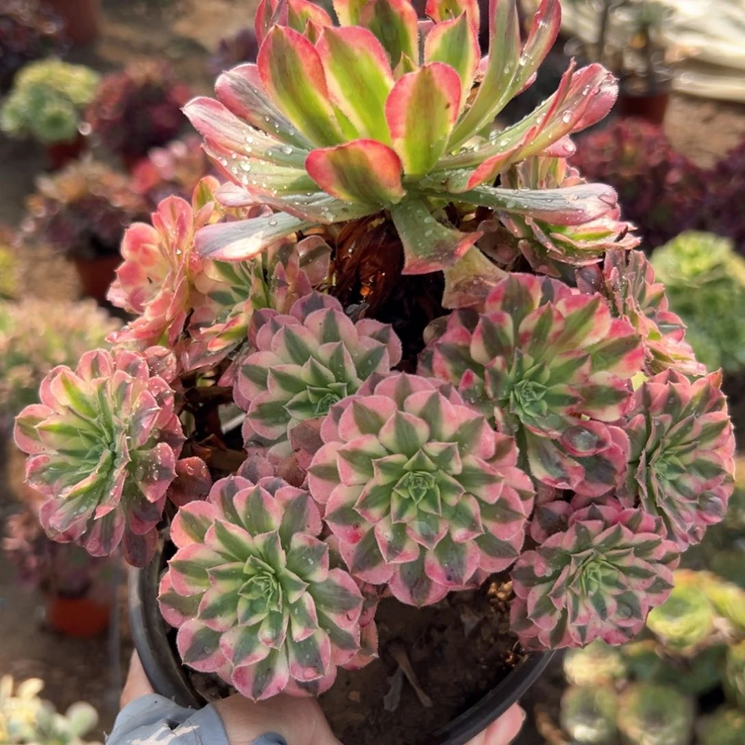 红铜壶超白多肉植物