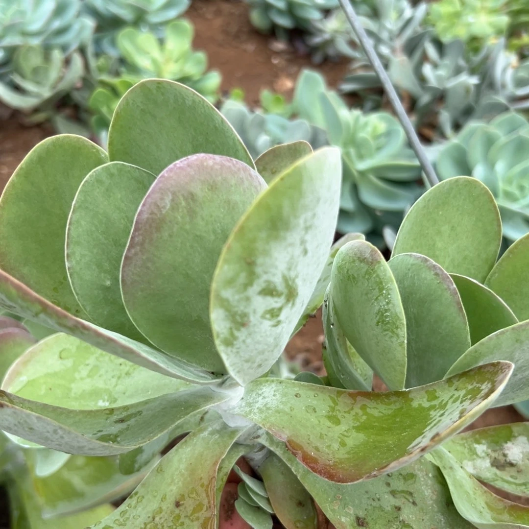 多肉植物唐寅群生