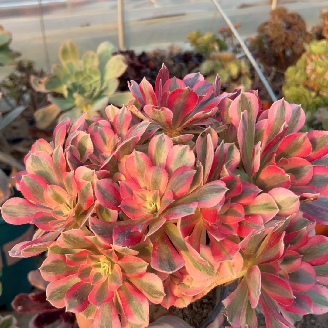 多肉植物粉女巫老庄