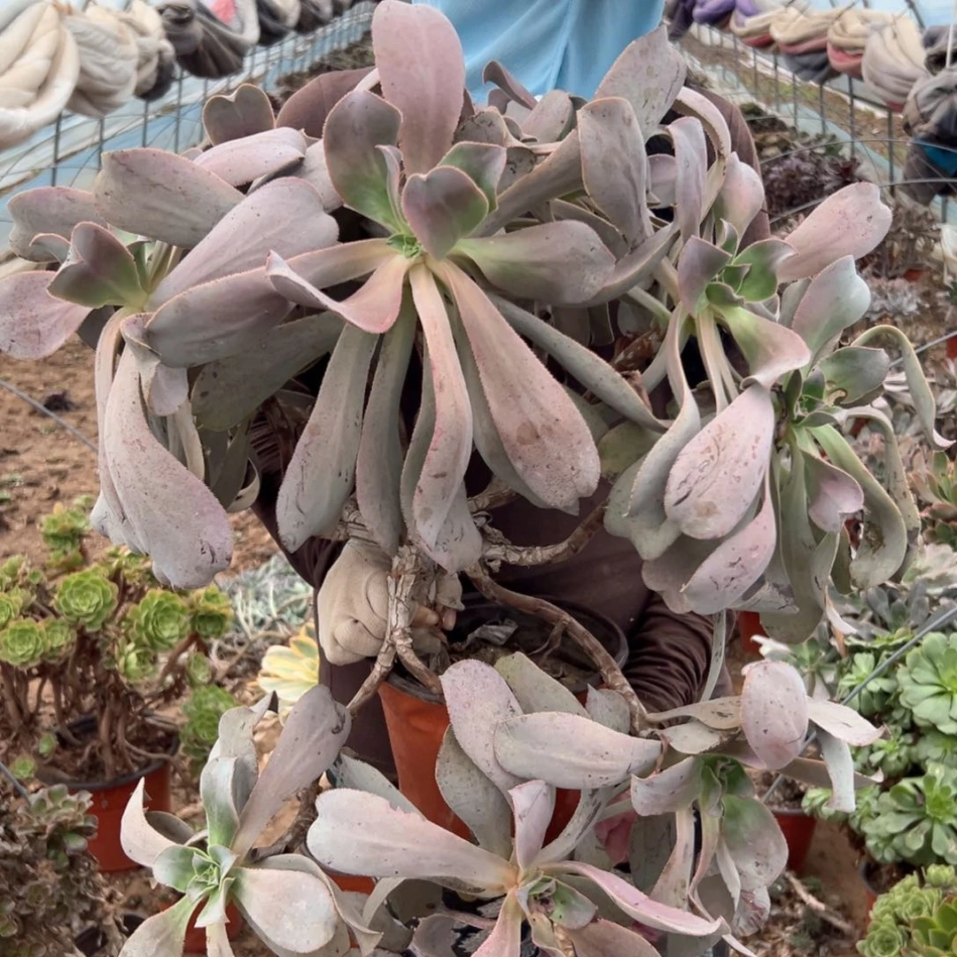 多肉植物乌龙华老庄