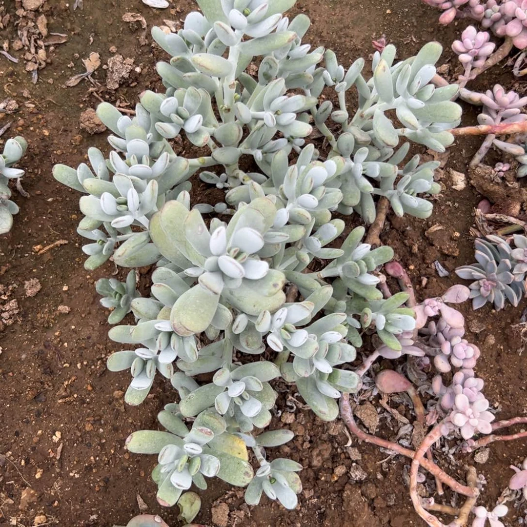 乒乓福娘多肉植物