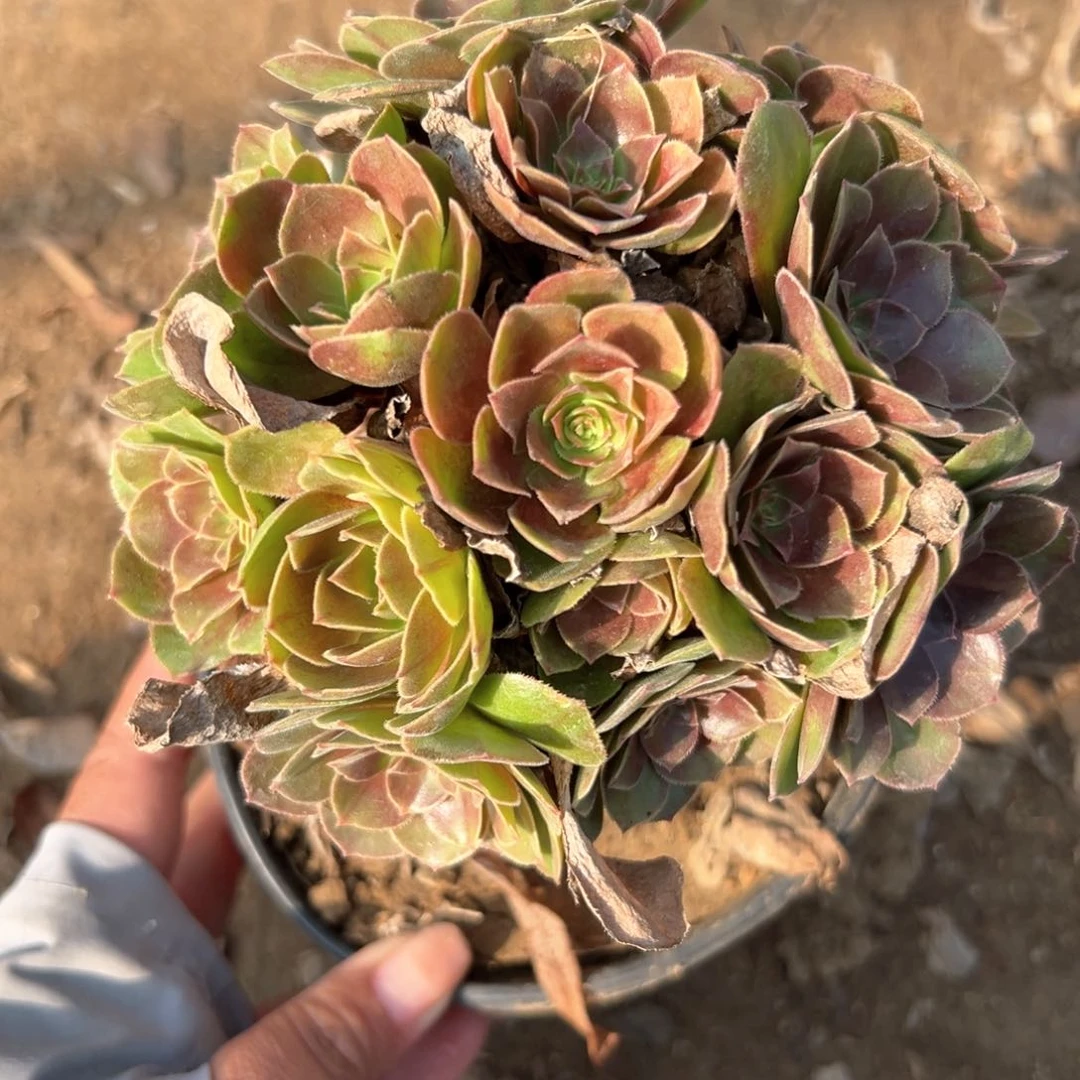 万圣节绣球多肉植物