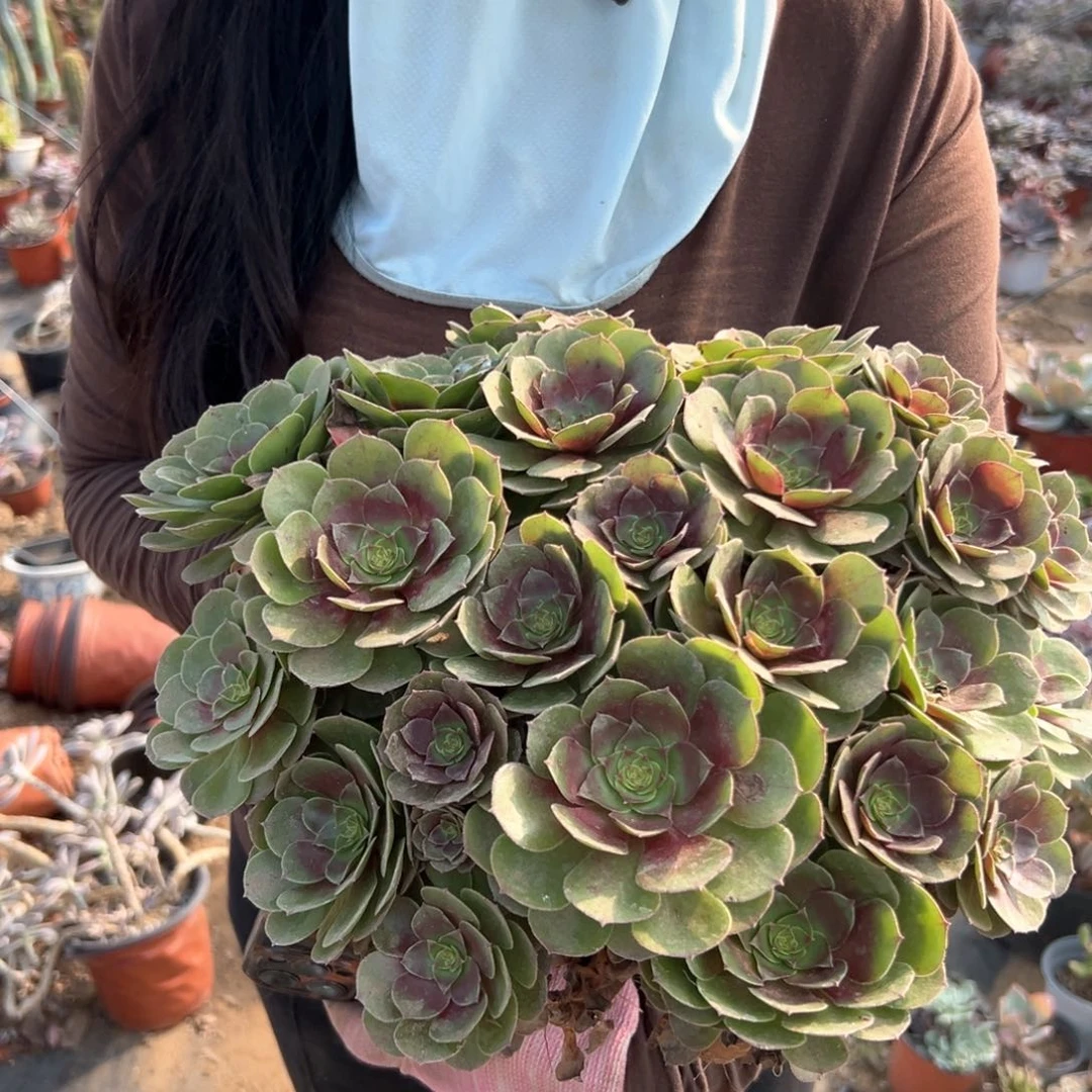 万圣节朵朵多肉植物