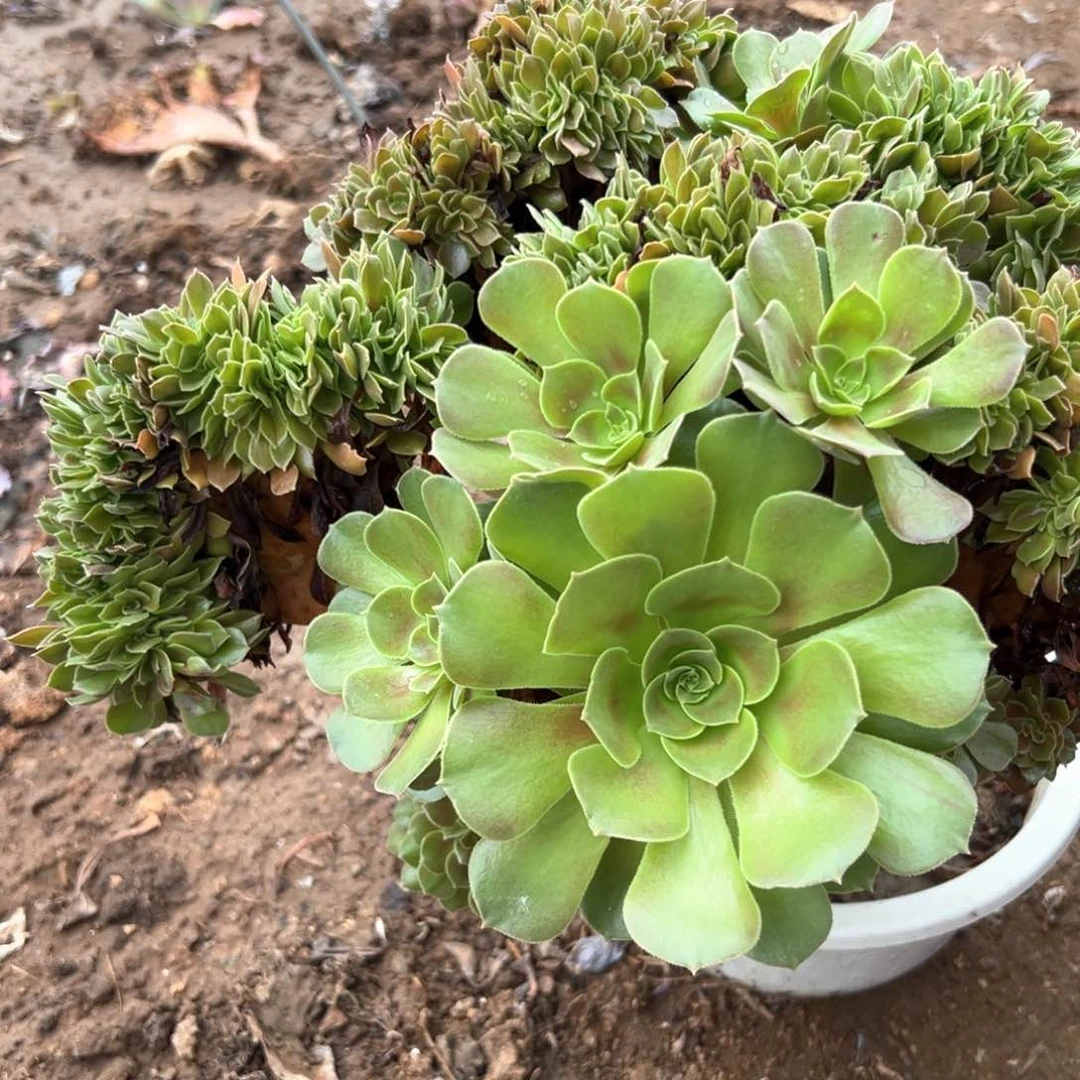 玫瑰缀老庄多肉植物