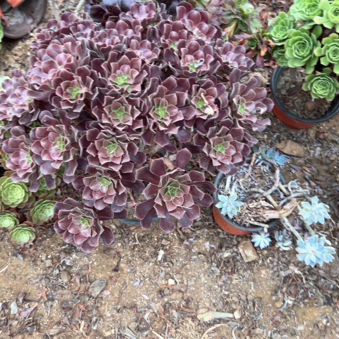 梅花迫笛多肉植物