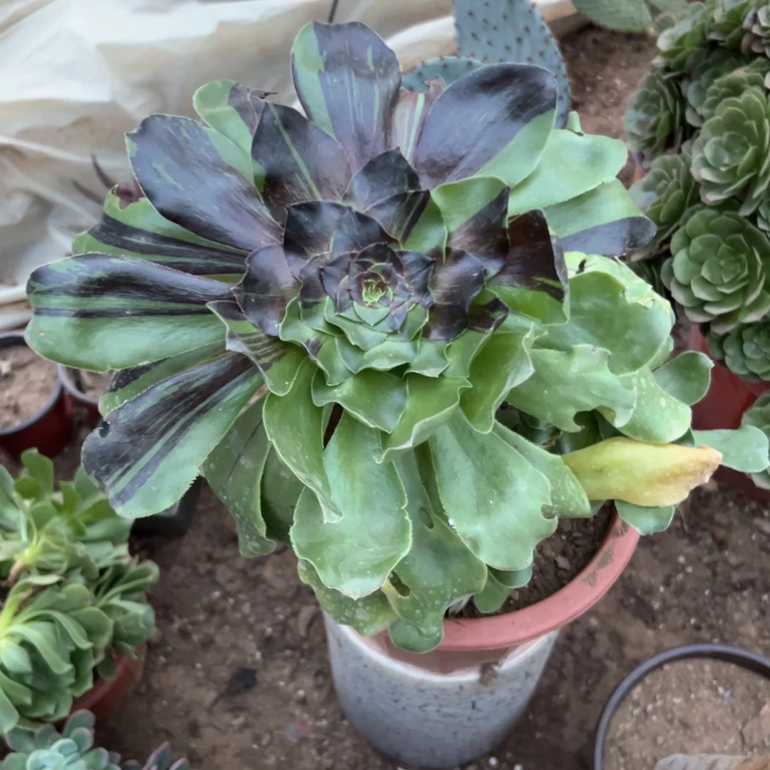 巫毒水墨丹青多肉植物