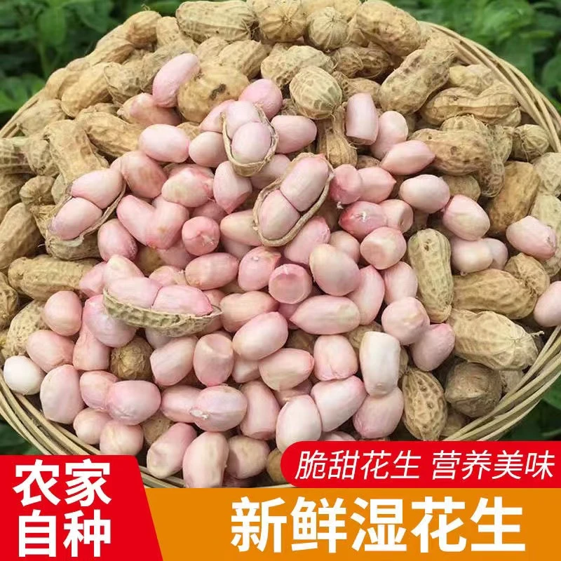 2024年新鲜花生湿花生带壳花生粉皮鲜花生可水煮花生批发